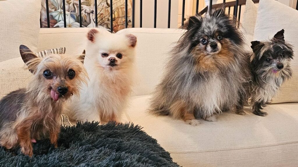 four small dogs sit on a sofa