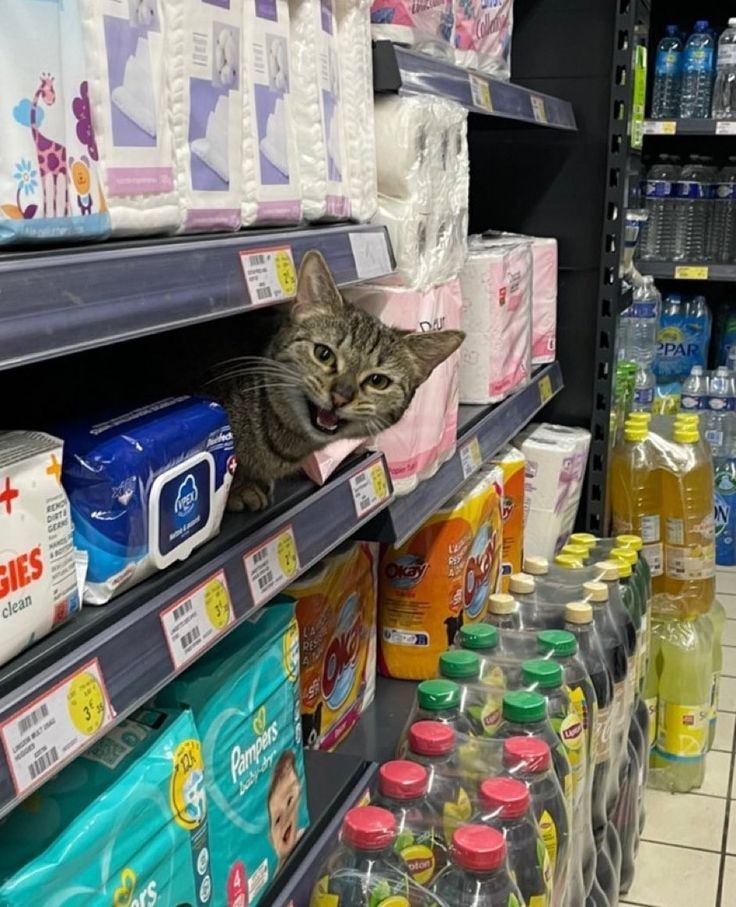 in a supermarket shelf full of disposable diapers and baby products, a cat peeks out and looks at you. Its mouth is open as if speaking.