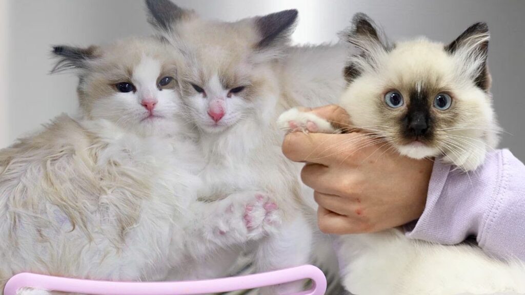 Three cream-colored ragdoll kittens