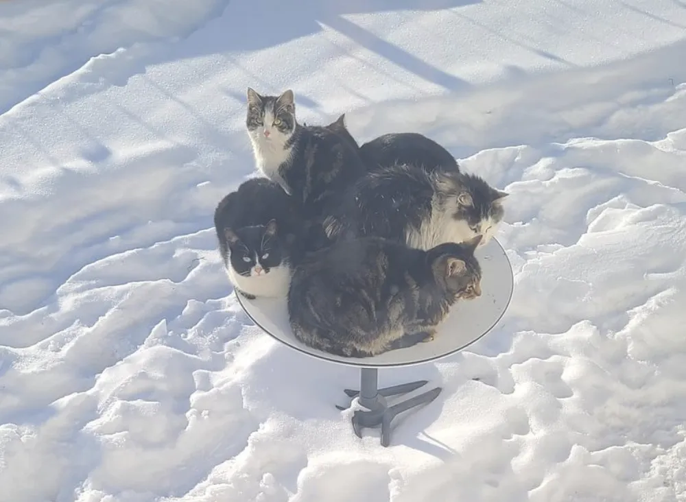 Cats sitting on small satellite dish