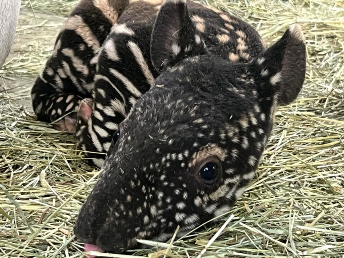 Baby tapir