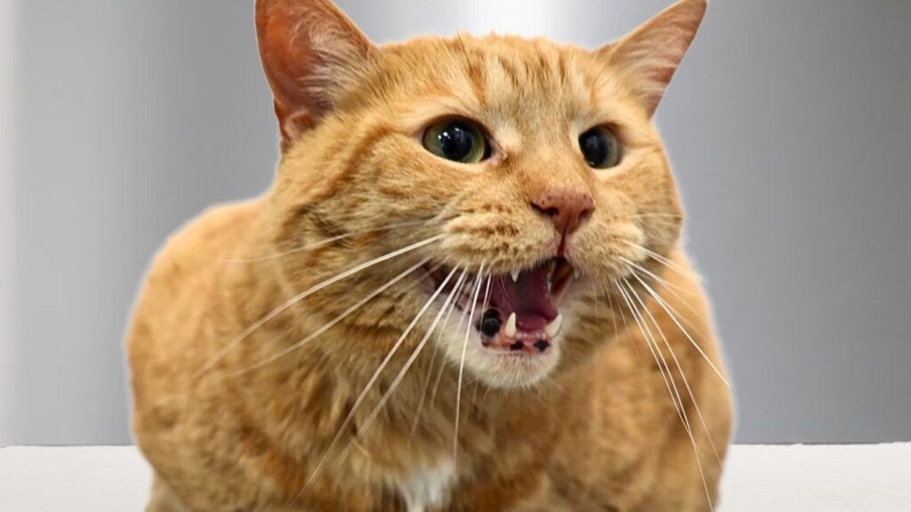 orange cat meows