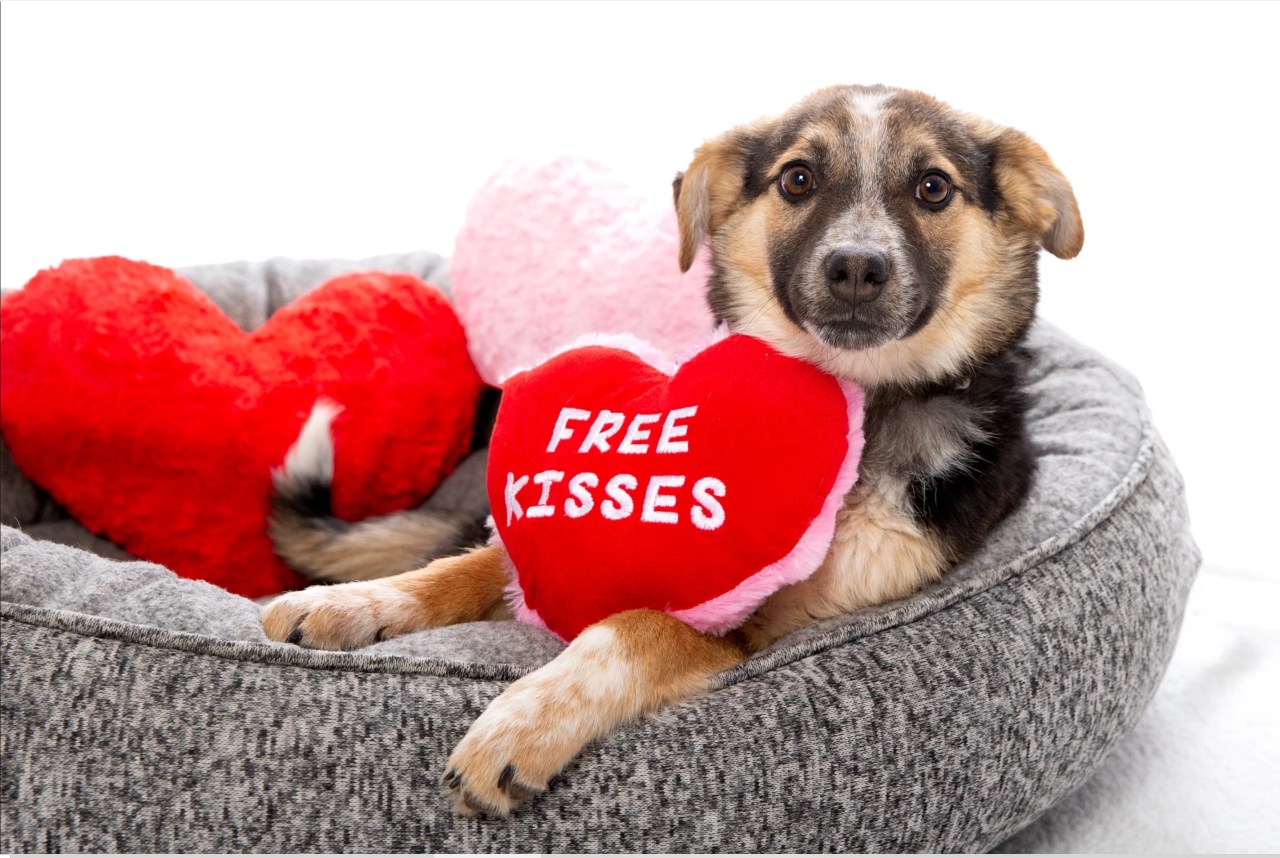 Puppy reclines holding a heart-shaped pillow bearing the words "free kisses"