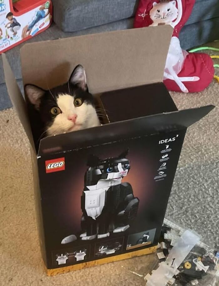 Cat sits inside box of a Lego kit of a cat 