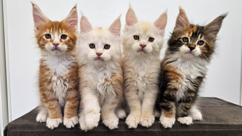 Four Maine coon kittens stand in a row