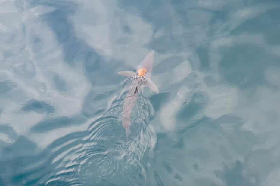 Photograph of octopus riding on a shark as viewed from overhead