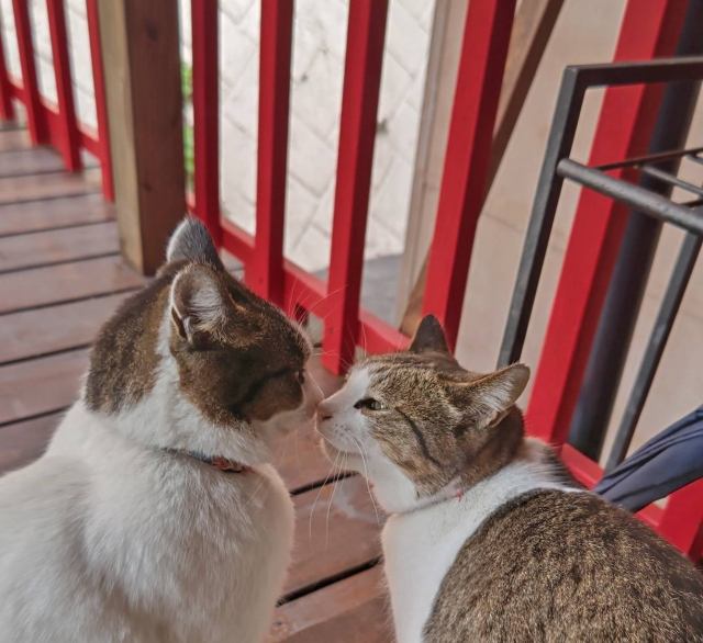 Two cats touch noses.