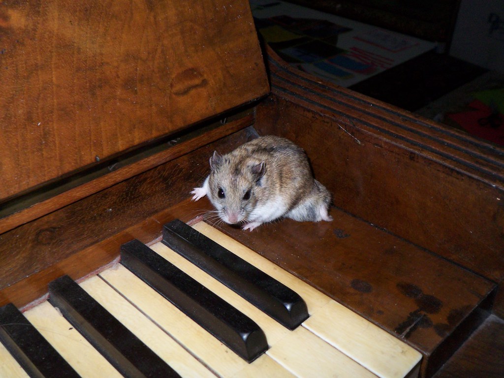 hamster sits at one end of a piano keyboard.