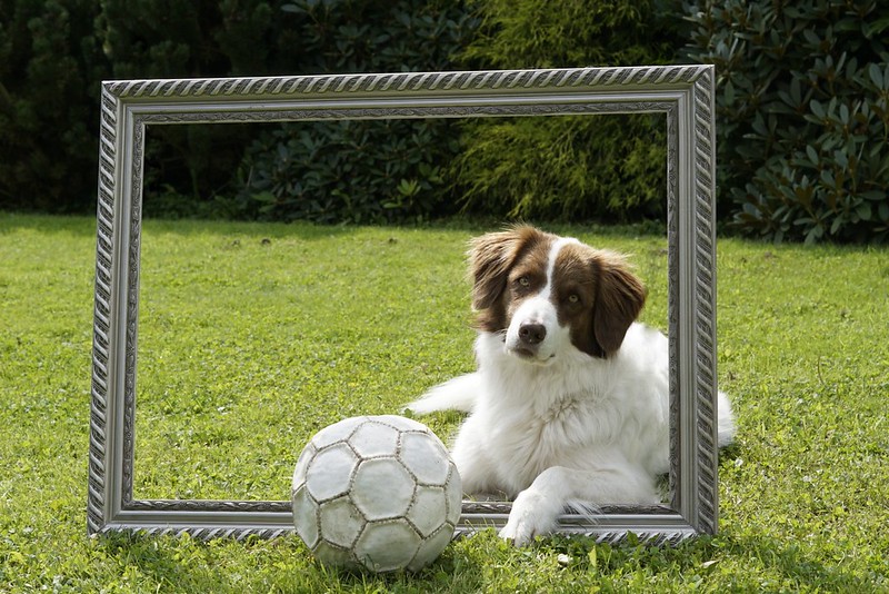 a dog sits on a green lawn behind an empty picture frame. A white soccer ball sits in front of the frame
