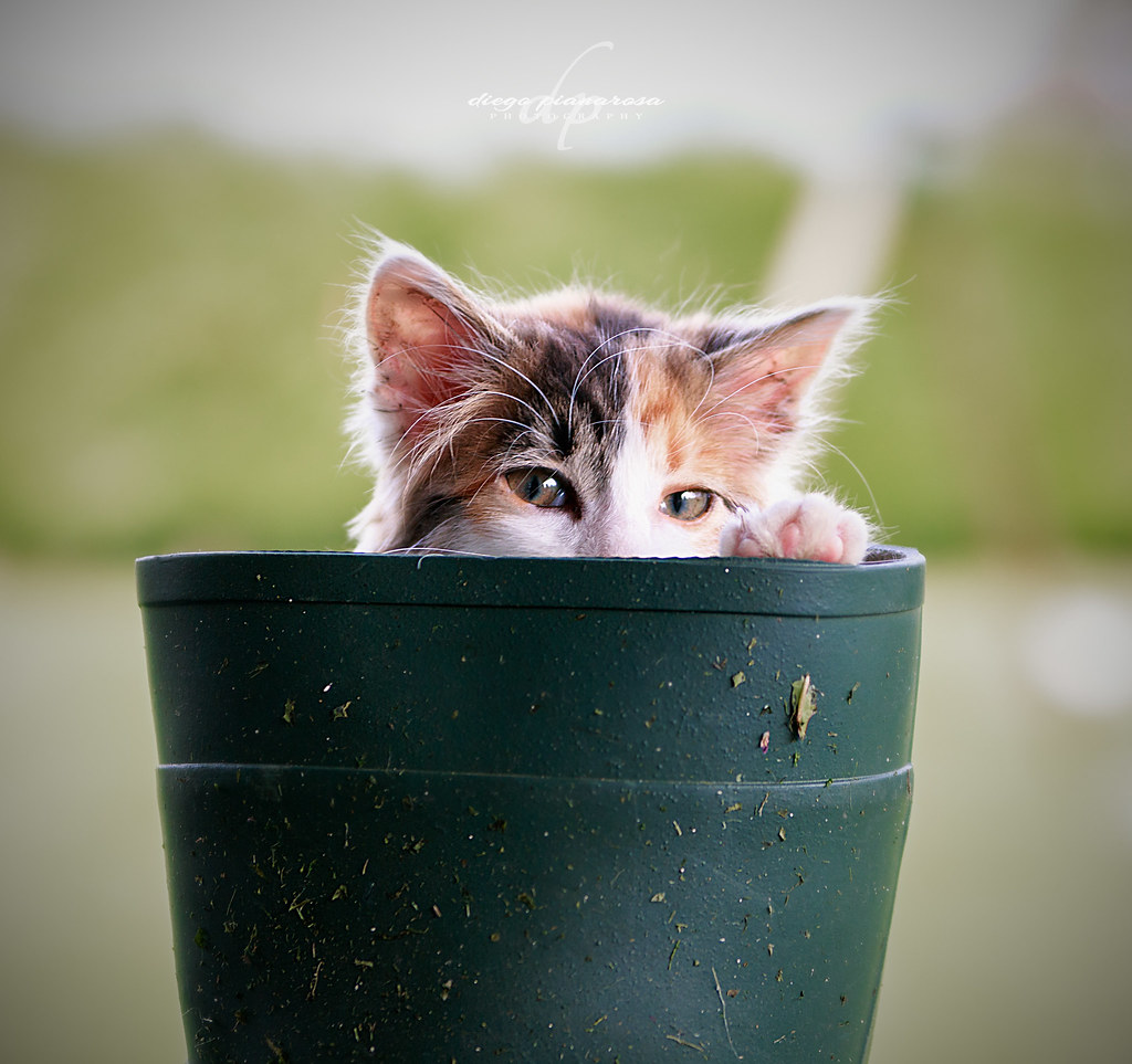 Kitchen peeks out of flower pot.