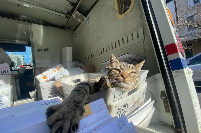 Cat sits on top of a pile of letters inside a mail truck