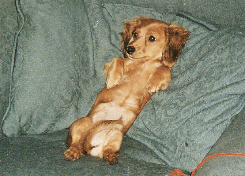 Dachshund puppy dog reclines on its back on some pillows. It's tail is discreetly raised between its legs.