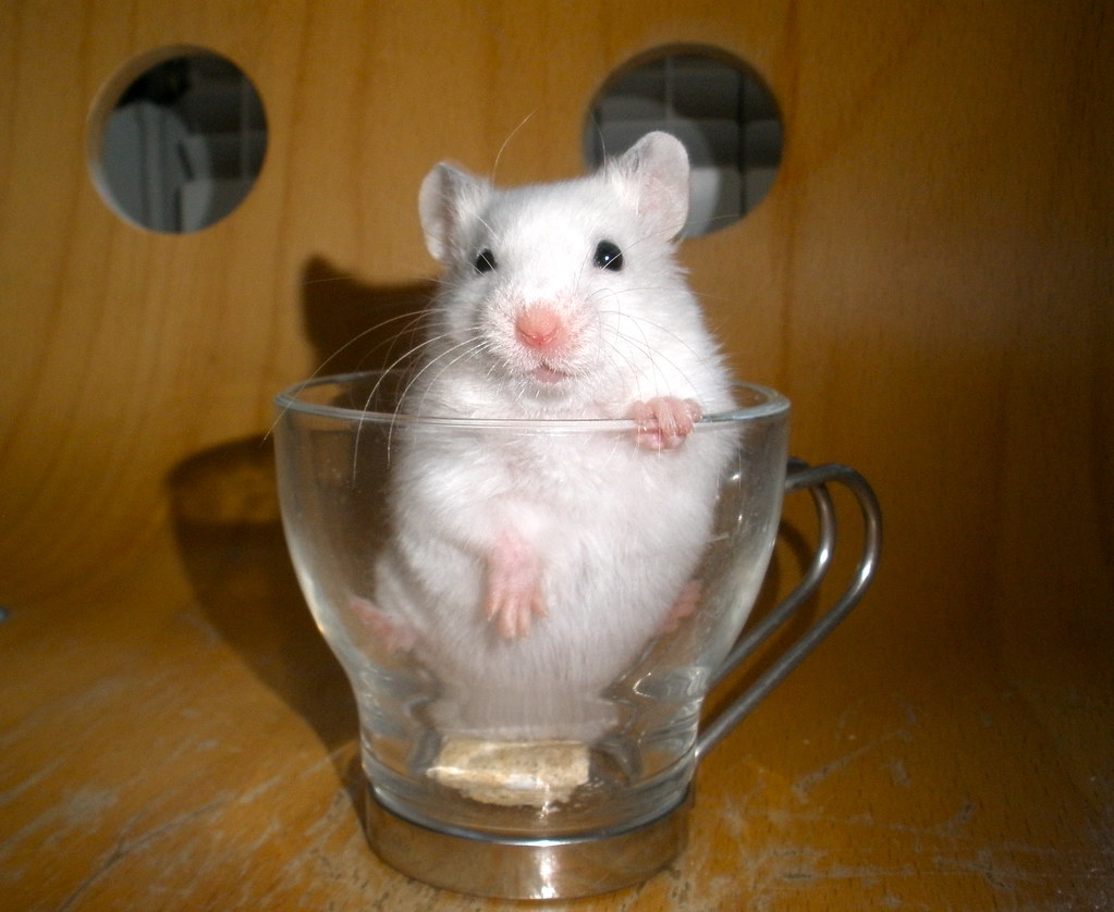 cute white hamster sits in small glass coffee cup