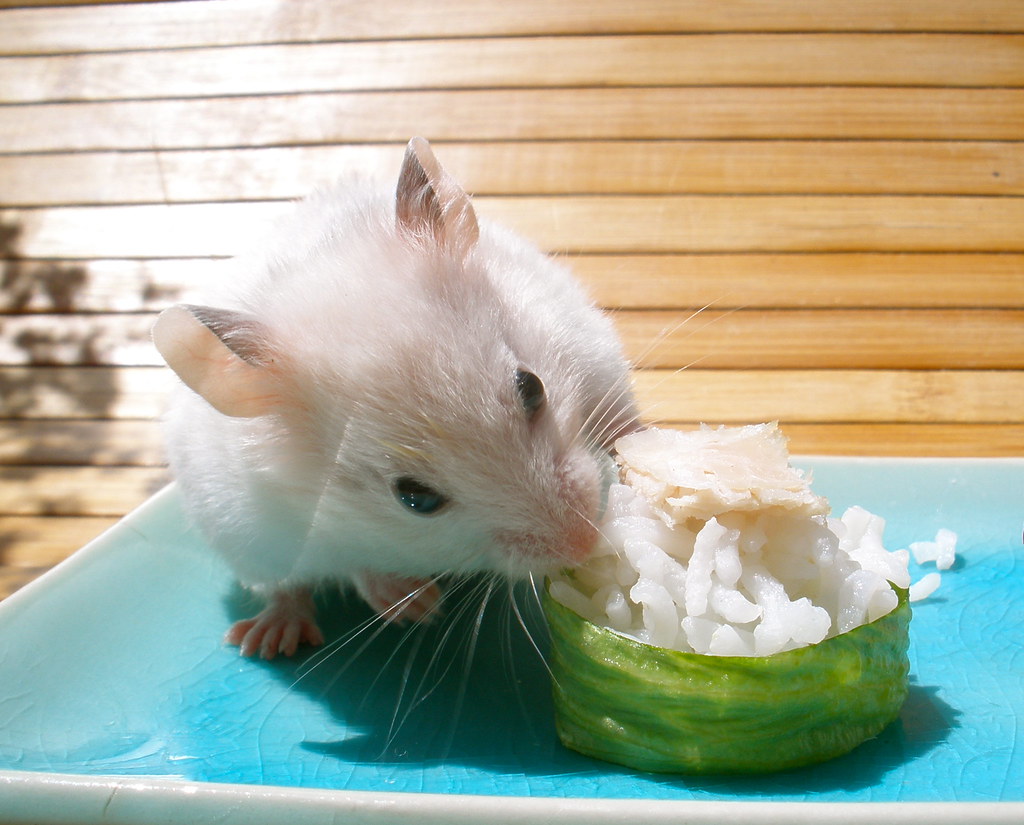 Hamster investigates a sushi roll consisting of rice wrapped in seaweed