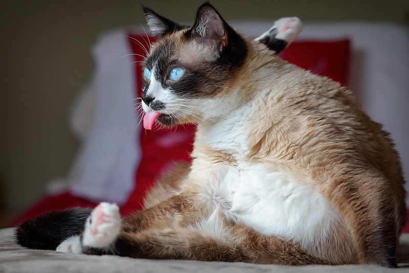 cat pauses while grooming itself. One leg sticks up in the air and the cat's tongue is out.