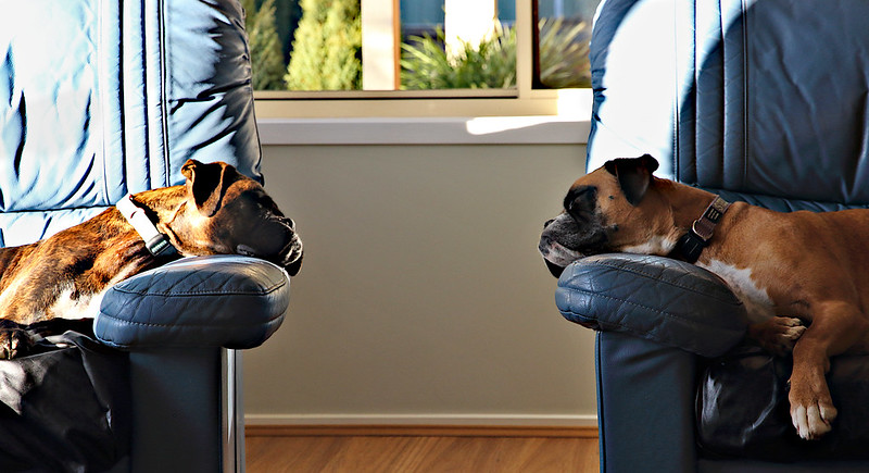 Two boxer dogs sit in separate chairs, facing each other
