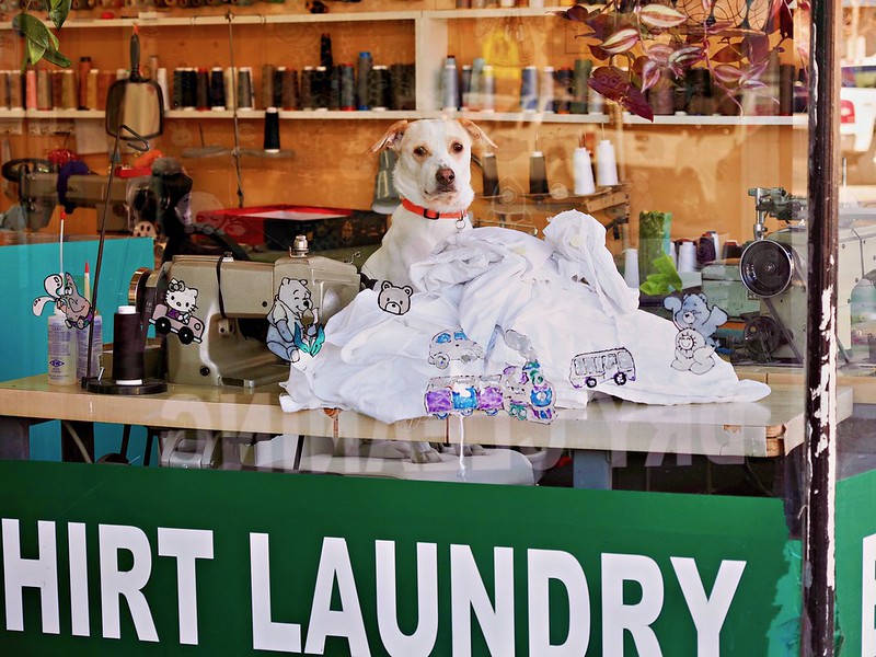 a dog sits at a table behind a pile of clothing inside a dry cleaning shop