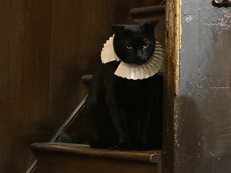 black cat sits on a staircase, wearing a ruffled collar