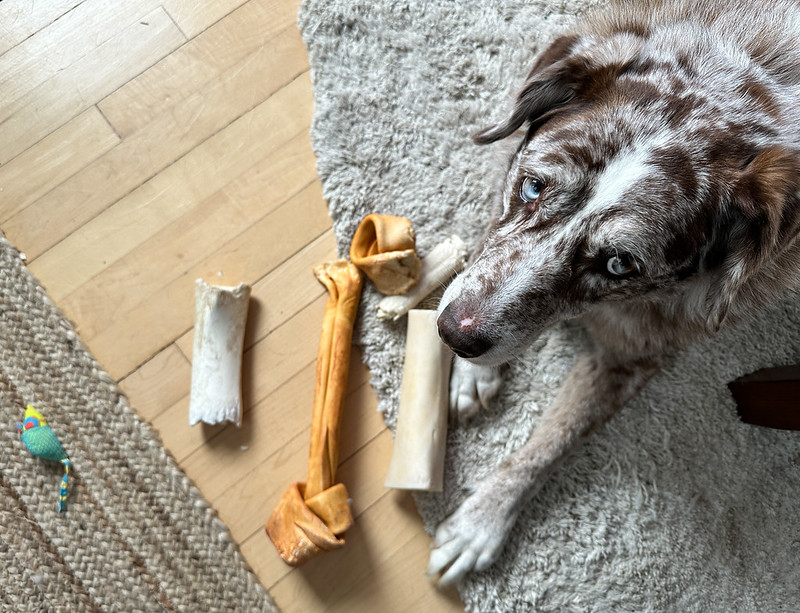 photo of dog taken from overhead. The dog looks forlornly at you next to a collection of chew bones.