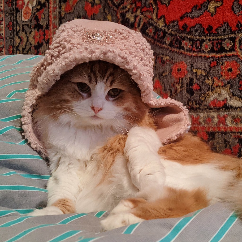 a fluffy cat wears a frilly pink hood with a brooch-like decoration at the top