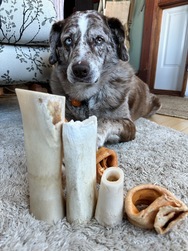 a dog sits behind an array of chew bones arranged by height