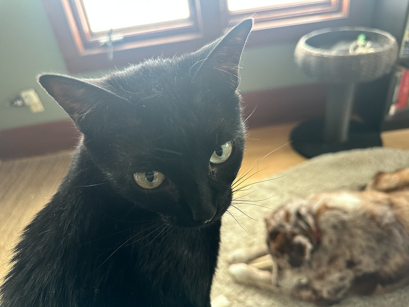 black cat looks in our direction. Behind the cat, in soft focus, a large dog chews contentedly on a toy