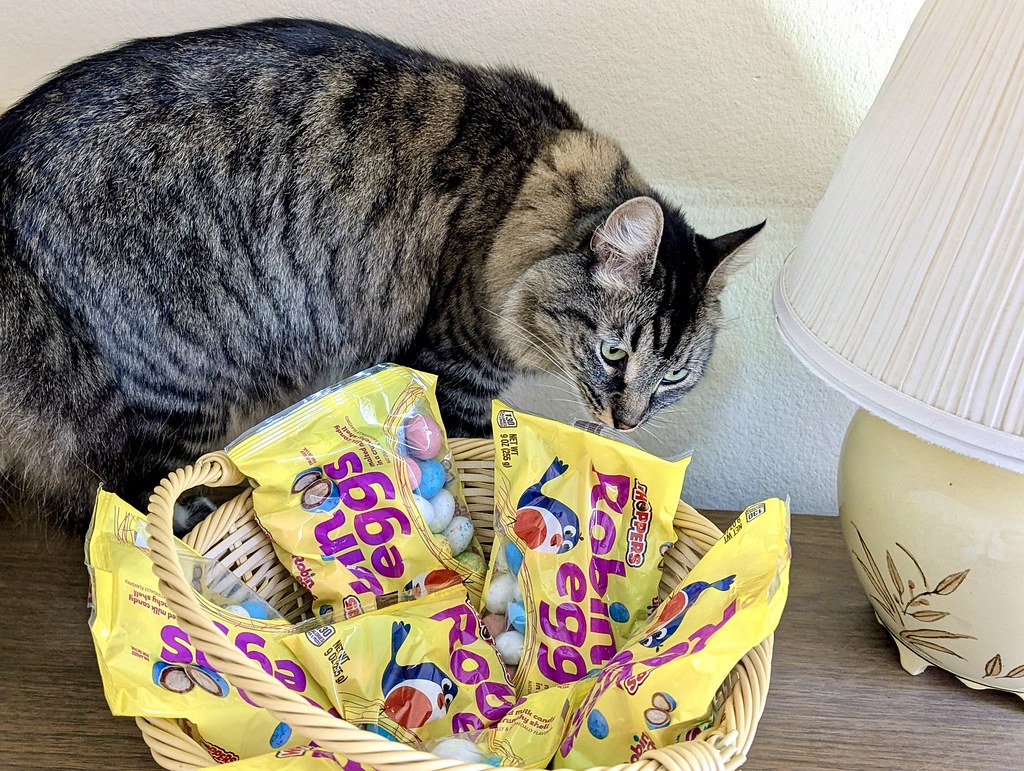cat stands on a table inspecting a basket full of candies in plastic bags labeled "Robin eggs"