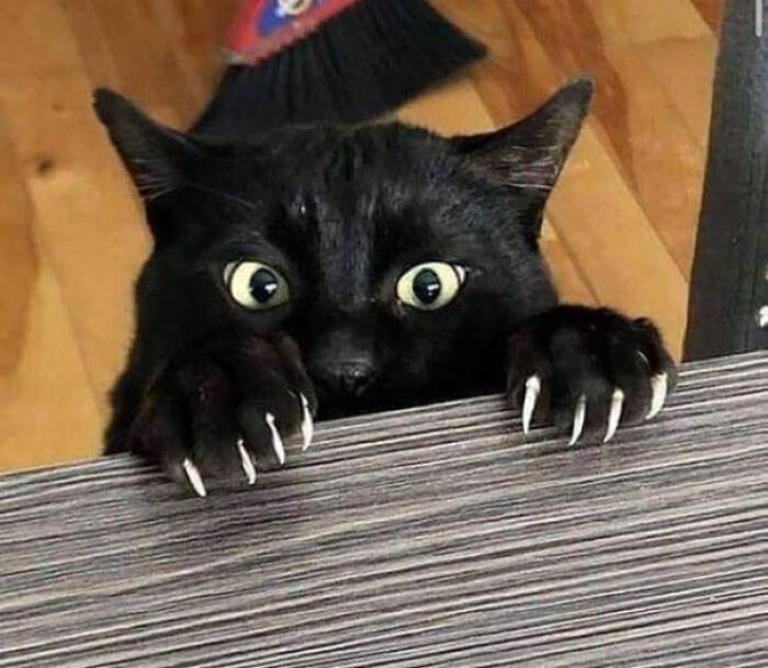 A black cat shows its front claws