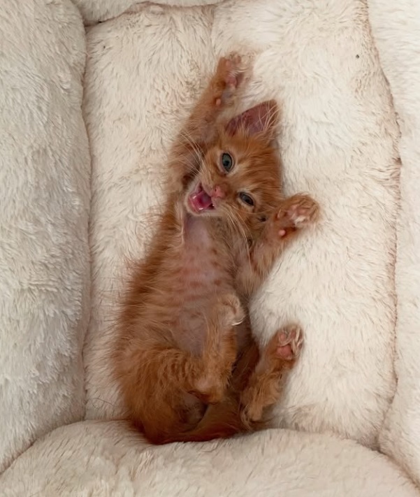 Cute ginger kitten reclines on the couch