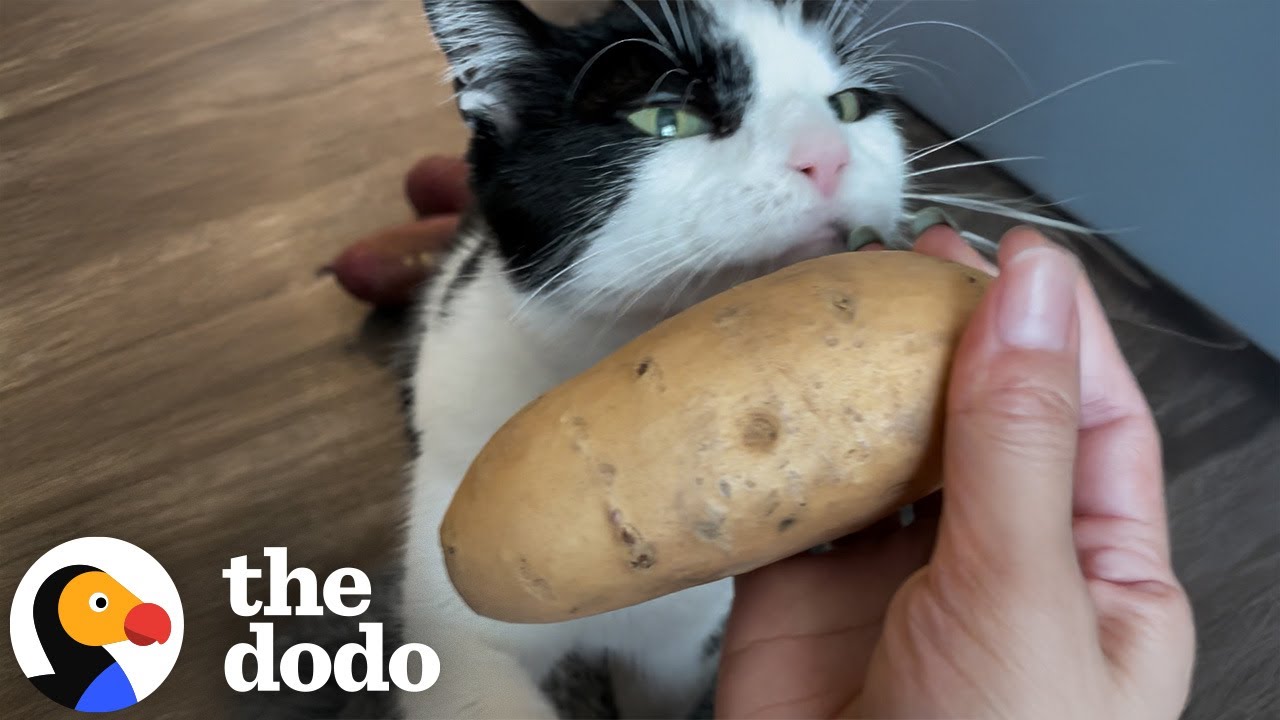 A cat cuddling a potato