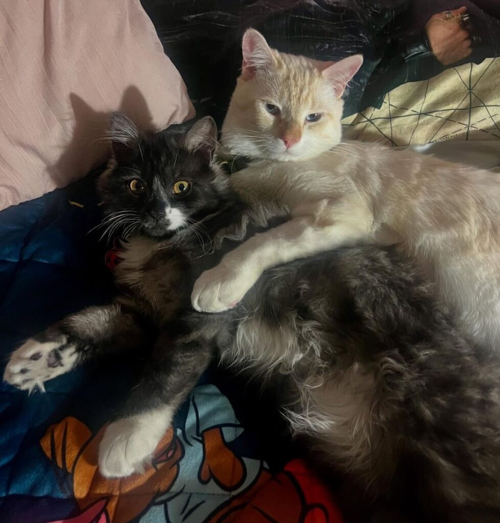 Two cats cuddling together photographed from overhead