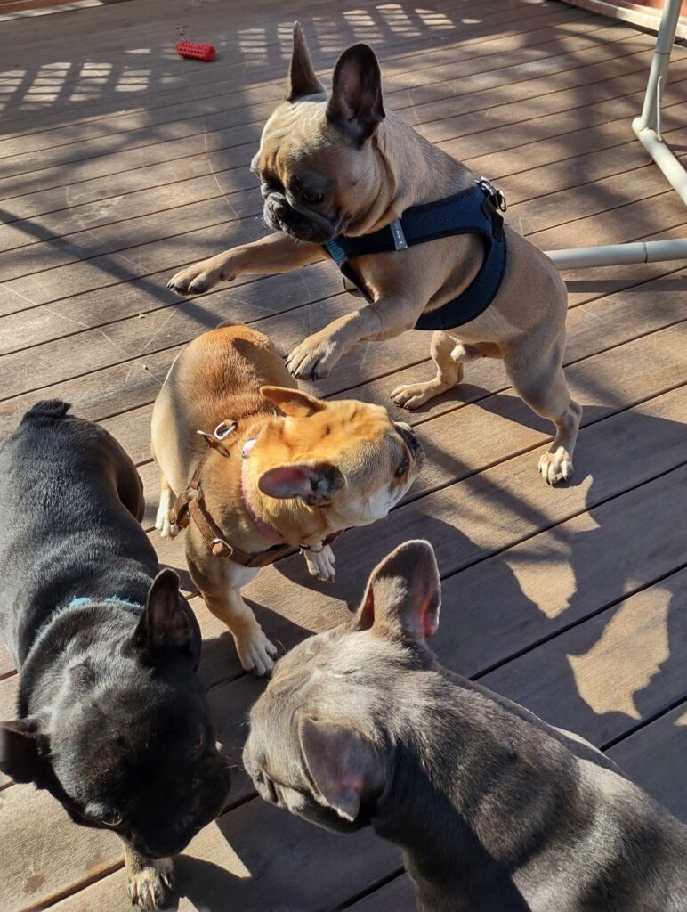 Four French bulldogs play together