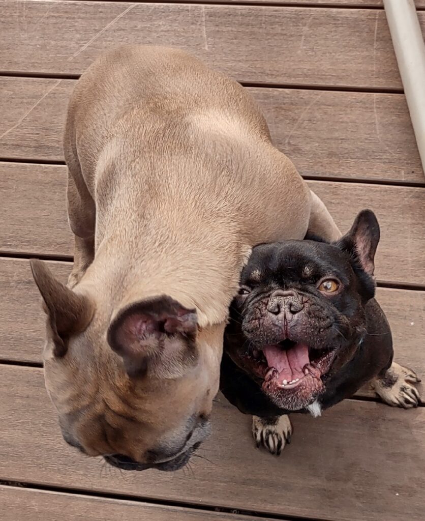 Two French bulldogs