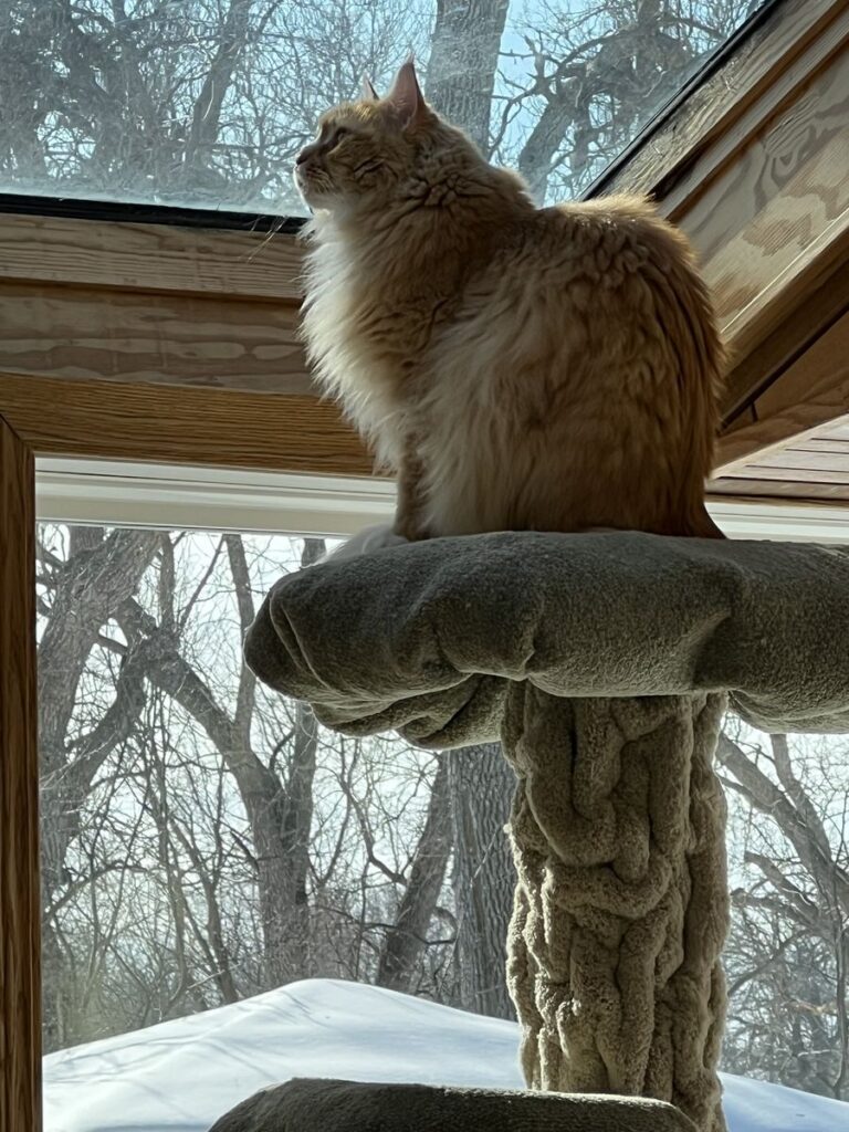 A cat sits atop a platform, looking up through a window