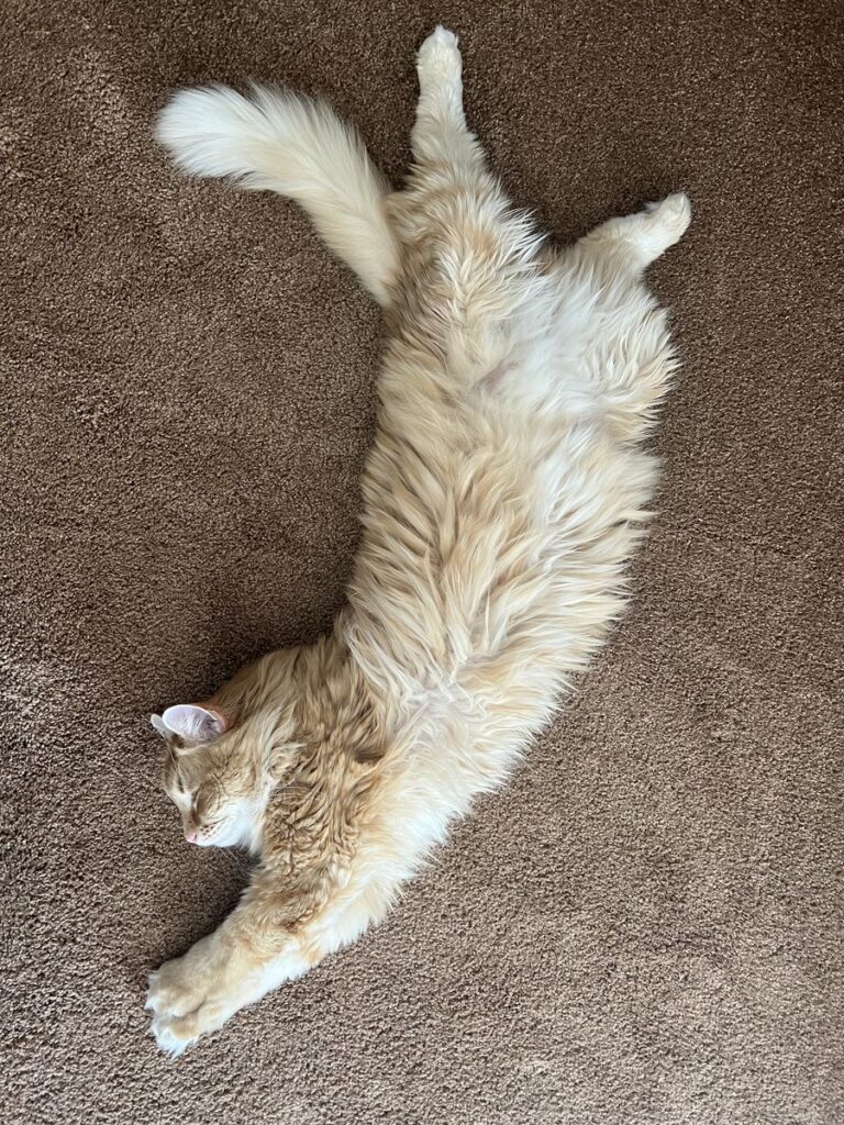 a fluffy cat with ivory fur stretches out on the carpet