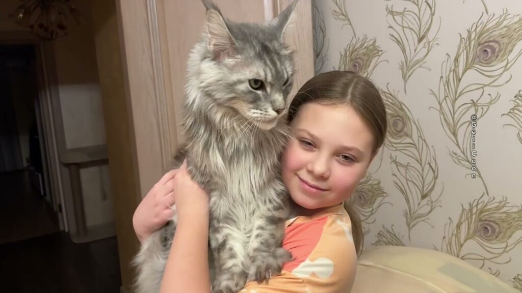 Girl holds a very large Maine Coon cat