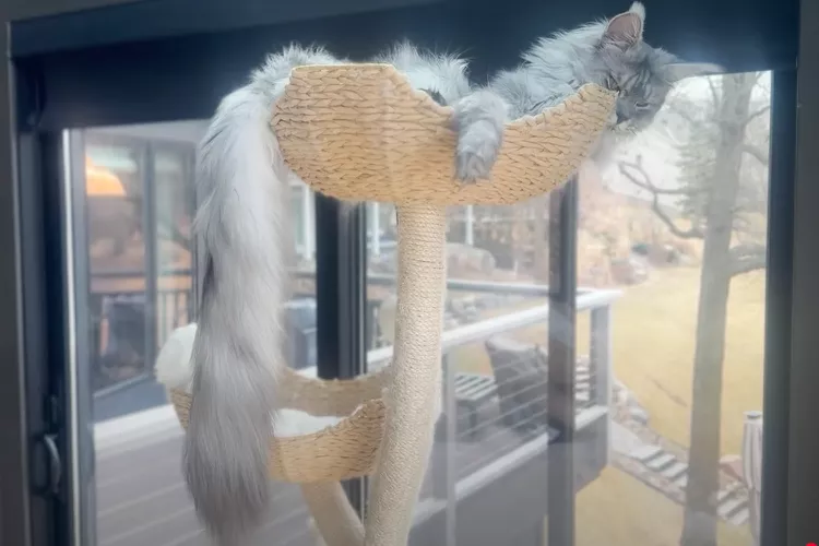 Maine Coon cat sleeps on top of a cat tower dangling a very long tail