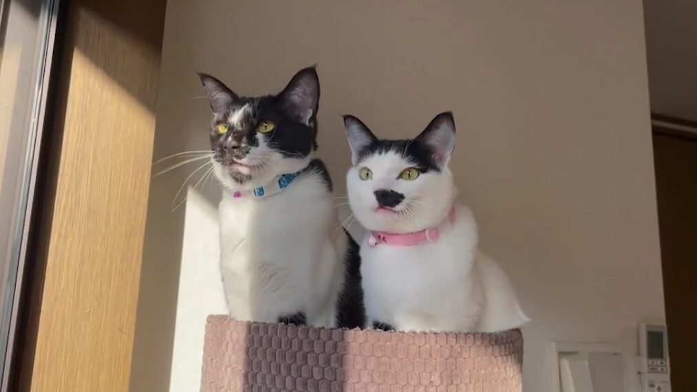 Two cats sit next to one another