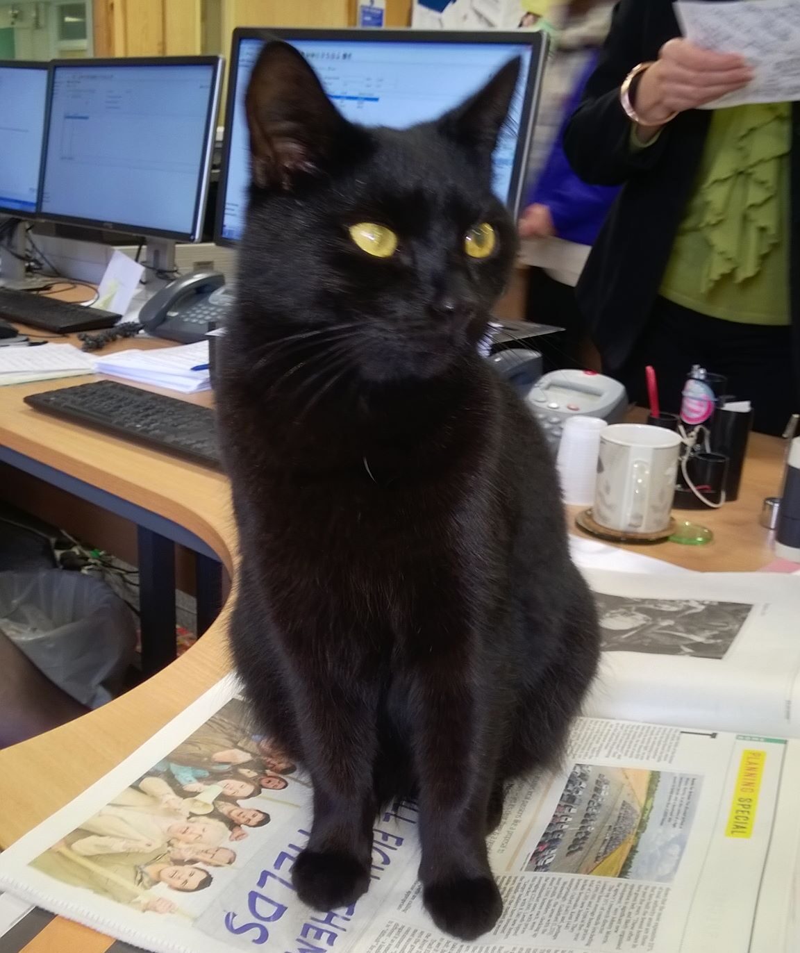 Black cat sits on desk counter