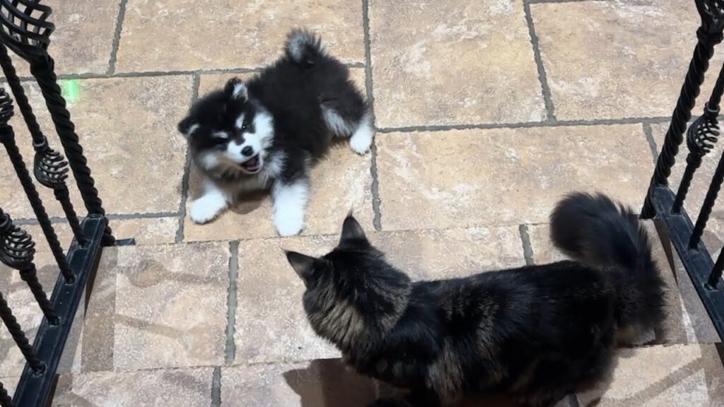 puppy and cat play together