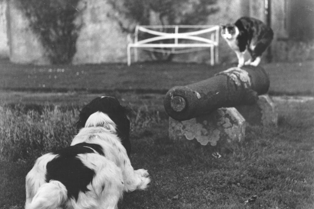 Vintage photograph of a cat standing on a cannon pointed at a dog