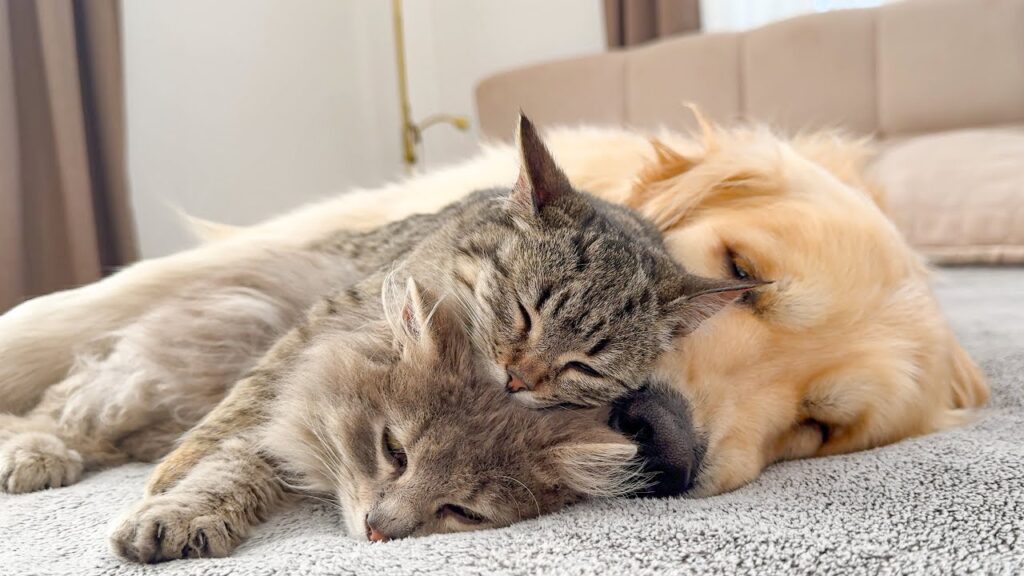 Two cats sleep contently on top of a sleeping golden retriever 