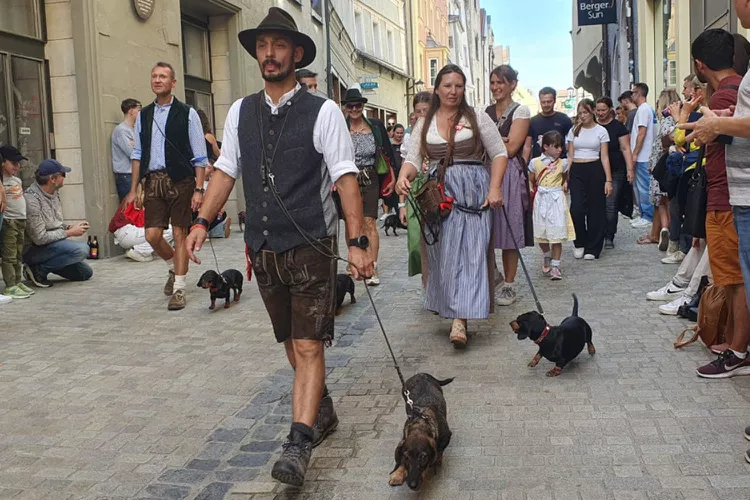 Men and women wearing old medieval style costumes walk their dachshund dogs down a cobblestone street