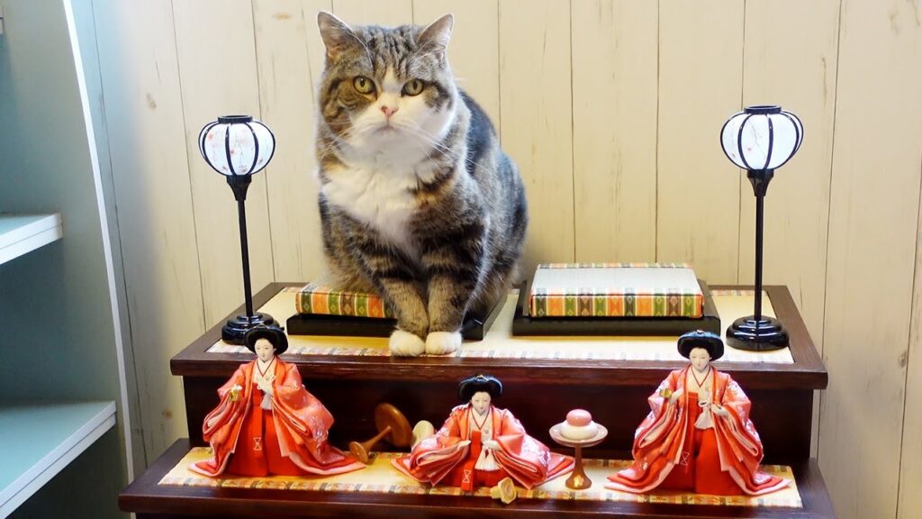 Maru, the famous cat, sits atop a display of Japanese dolls representing the imperial court.