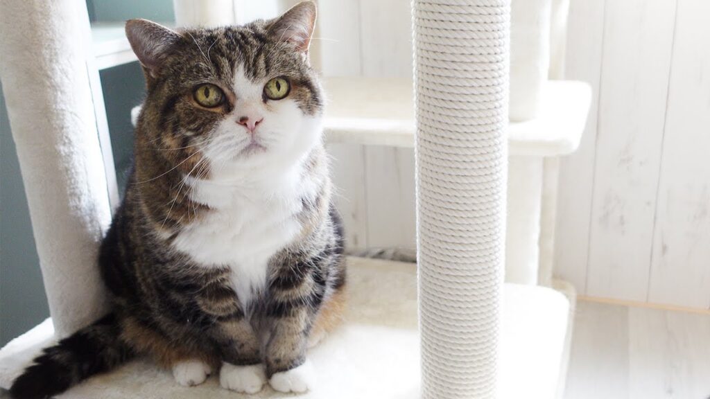 Maru, a cat, sits next to a scratching post made of rope
