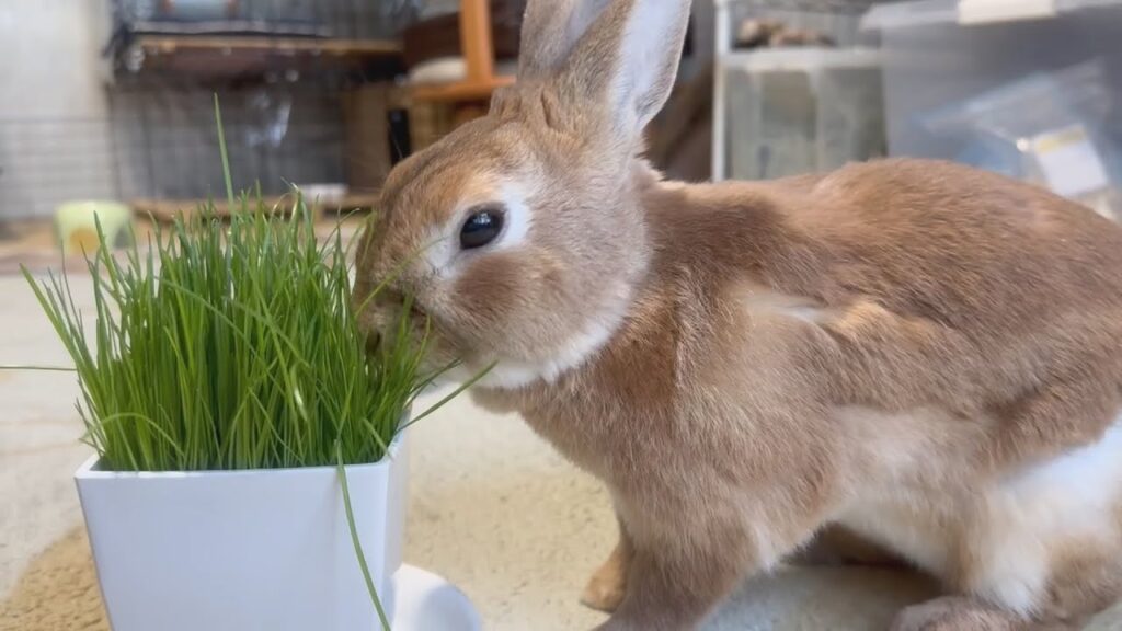 Rabbit eats grass growing in a flowerpot