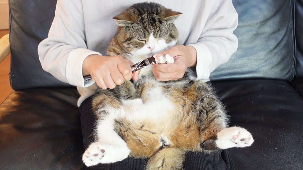 Maru the cat sits in his human's lap, getting his nails trimmed