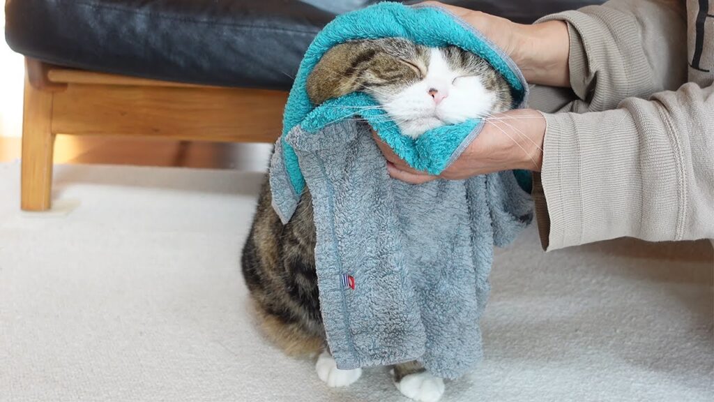 Maru the cat enjoys having his head wrapped in a towel