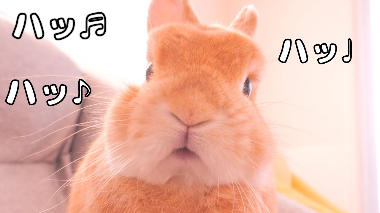 Febunday Busy Bunday – CUTETROPOLIS