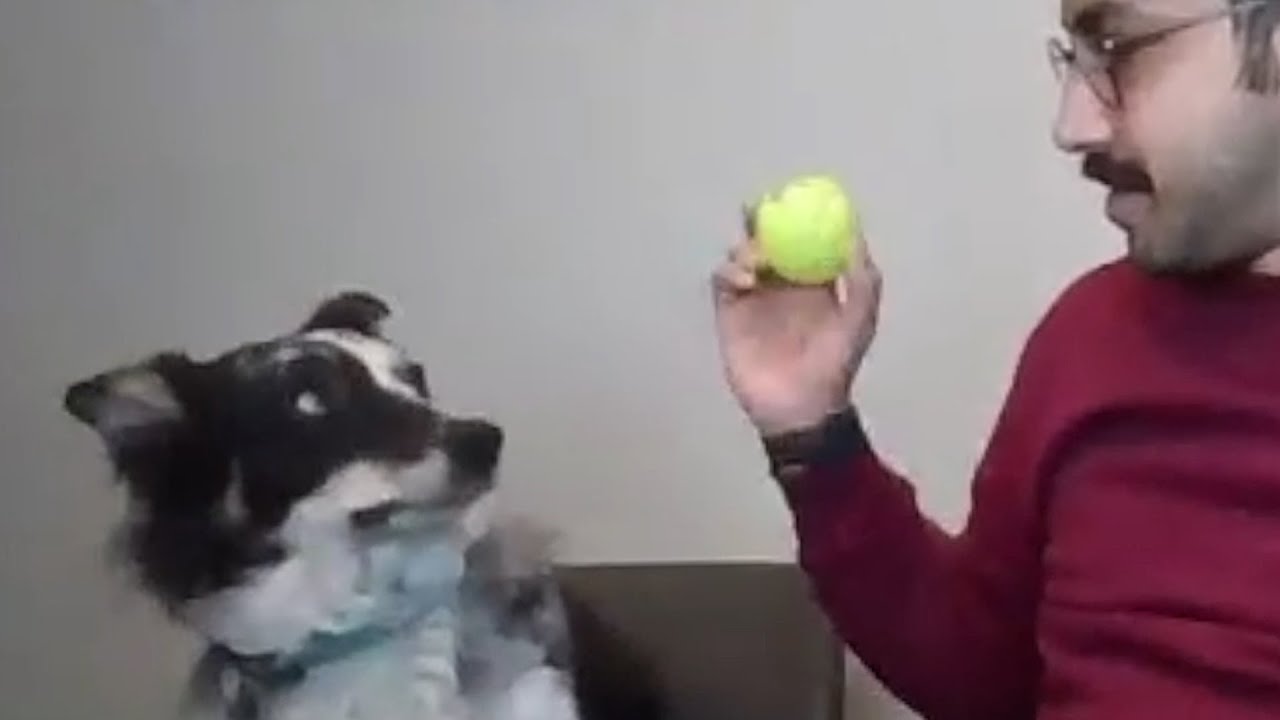 Dog looks at a man holding a yellow tennis ball